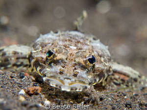Flathead only 3 inch , taken during a night dive at the h... by Beate Seiler 